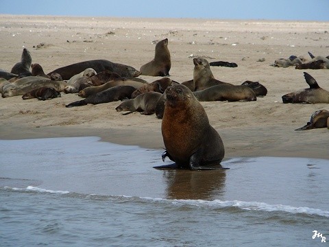 Colonie d'otaries à Walvis Bay