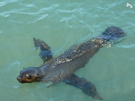 Otarie de Walvis Bay