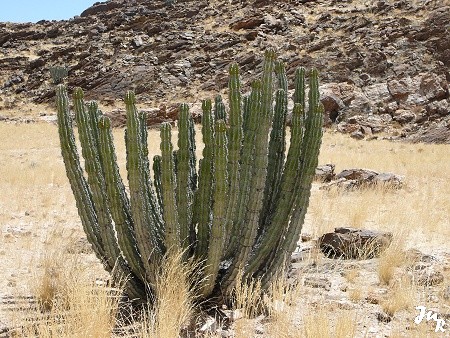 Plante dangereusement toxique, de la famille des euphorbes.