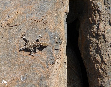 Lézard gecko