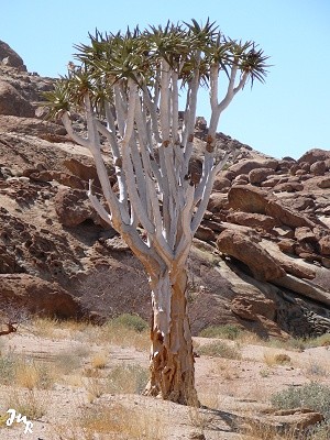 Arbre carquois à Bloedkoppe