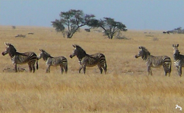 Zèbres de Hartmann, dans le Namib