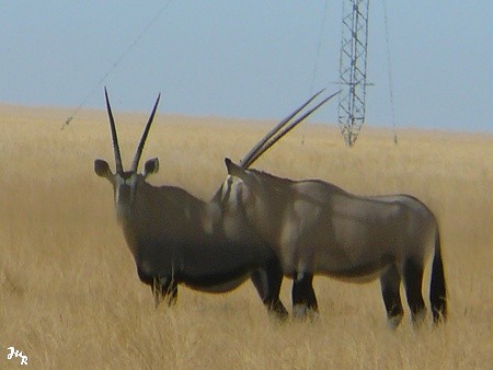 Des oryx près de Solitaire