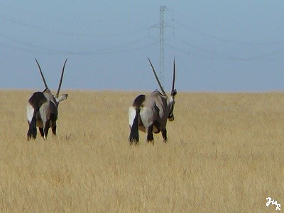 Des oryx près de Solitaire