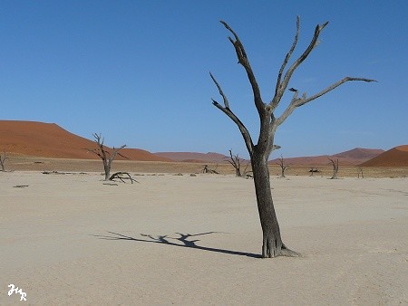 Deadvlei et ses arbres millénaires fossilisés