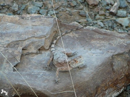 Lézard des Naukluftberge