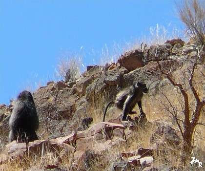 Babouins des Naukluftberge