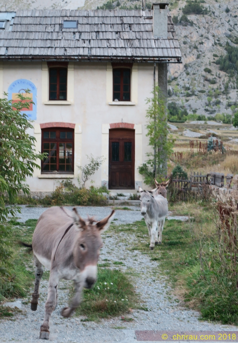 Le retour des ânes