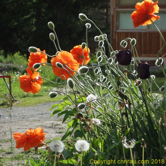 Pavots à Sallé - C. Rau - juin 2018