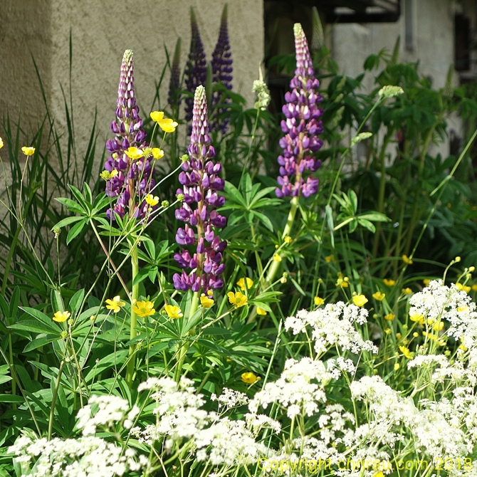 Lupins à Sallé - C. Rau - juin 2018