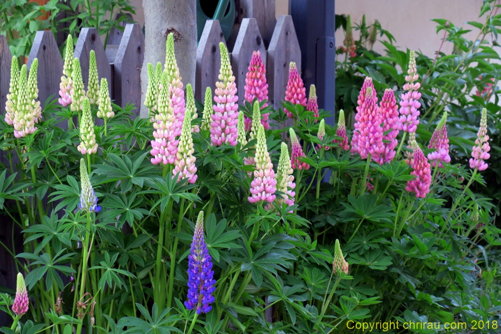 Lupins à Sallé - C. Rau - juin 2018