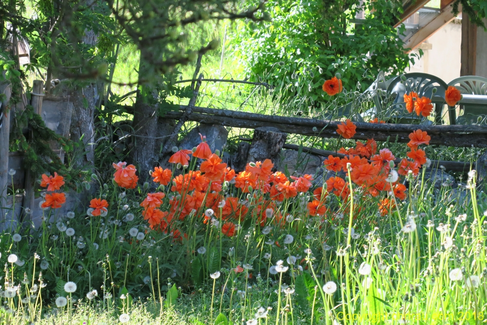 Pavots à Sallé - C. Rau - juin 2018