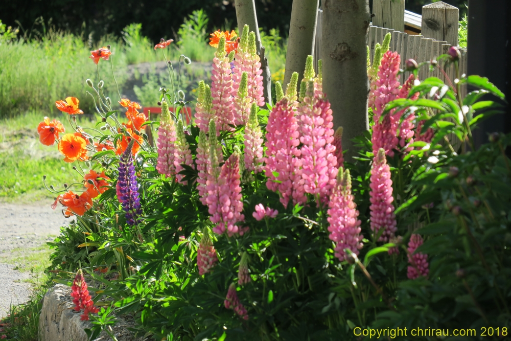 Lupins à Sallé - C. Rau - juin 2018