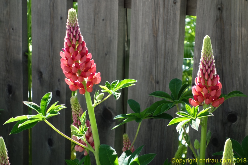 Lupins à Sallé - C. Rau - juin 2018