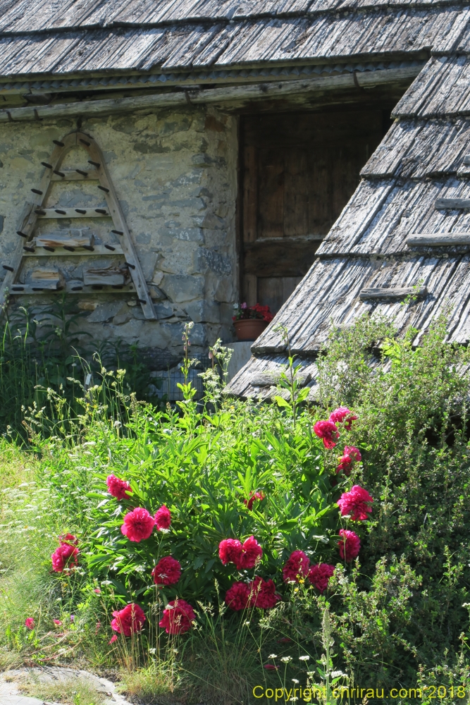 Printemps à Plampinet - C. Rau 06/2018