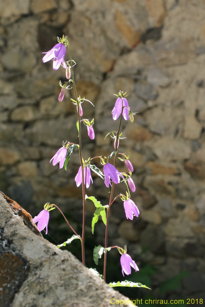 Printemps à Plampinet - C. Rau 06/2018