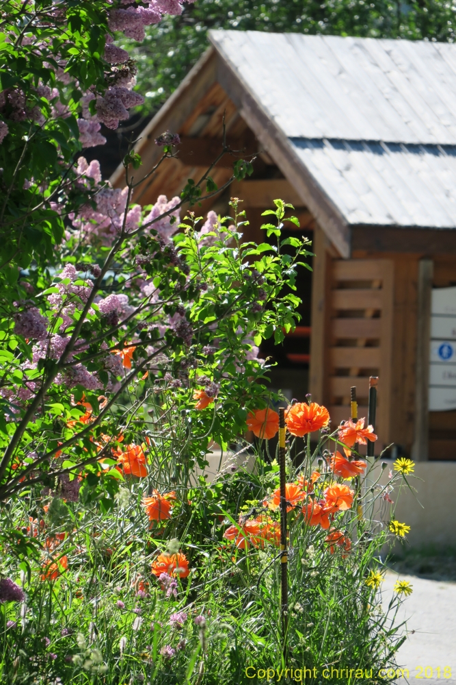 Les pavots se plaisent beaucoup à Névache C. Rau 06/2018