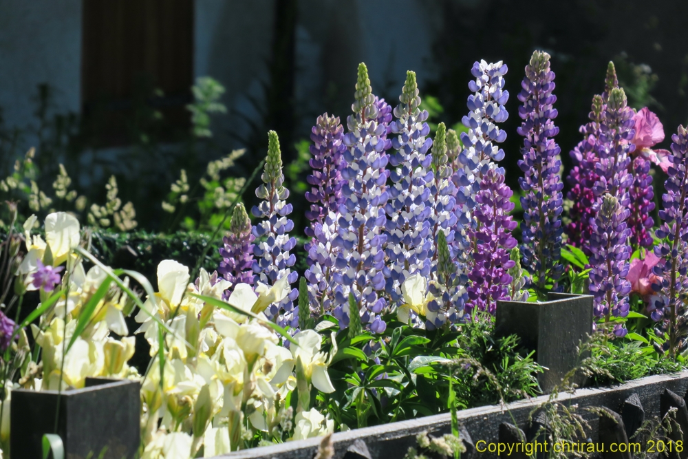 Lupins à Sallé - C. Rau - juin 2018