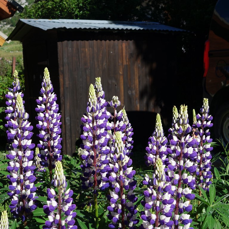 Lupins à Sallé - C. Rau - juin 2015