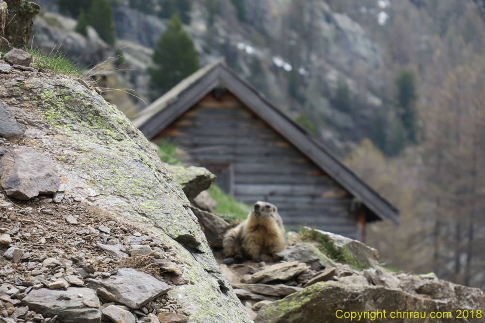 Printemps tadif à Laval : l'éveil des marmottes... C. Rau 05/2018