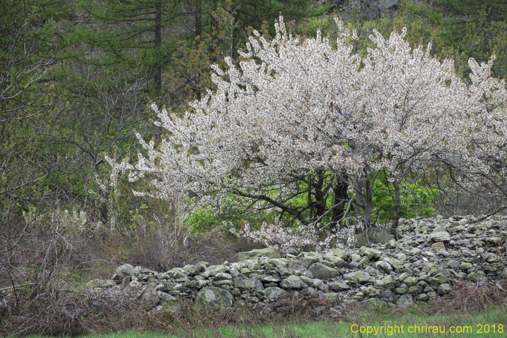 Printemps 2018 à Debarets