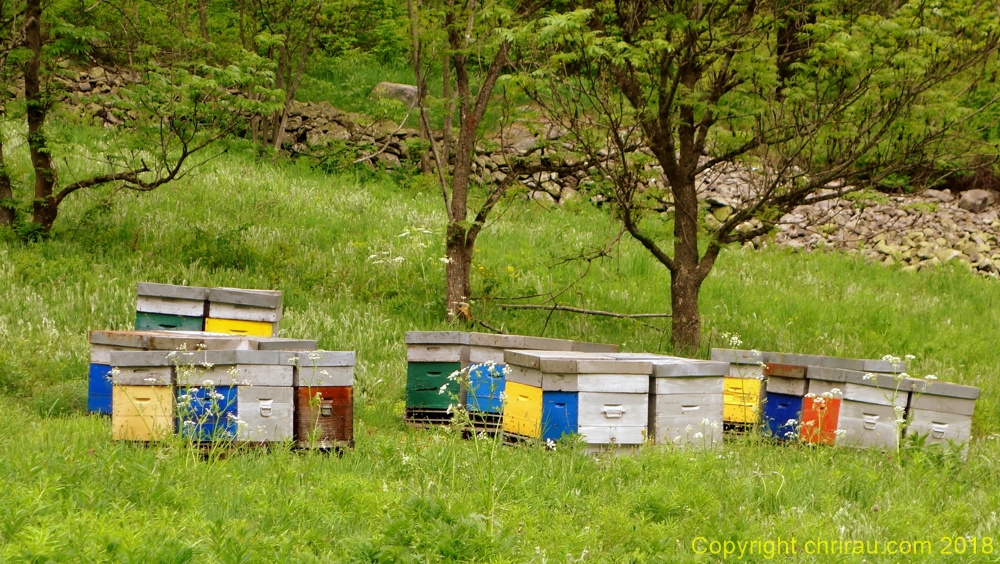 Les ruches reprennent leur place et leurs couleurs... C. Rau 06/2018