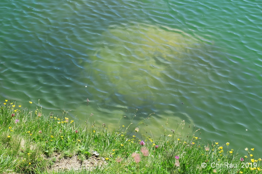 Le Lac Noir du Vallon - C. Rau 2019-07