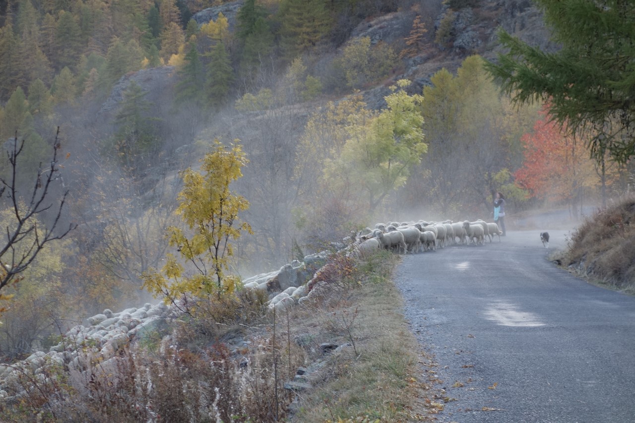 Descente du troupeau - © C. Rau 2017