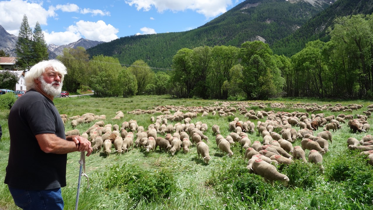 Arrivée du troupeau de Ribiers, fête de la transhumance - © C. Rau 2016