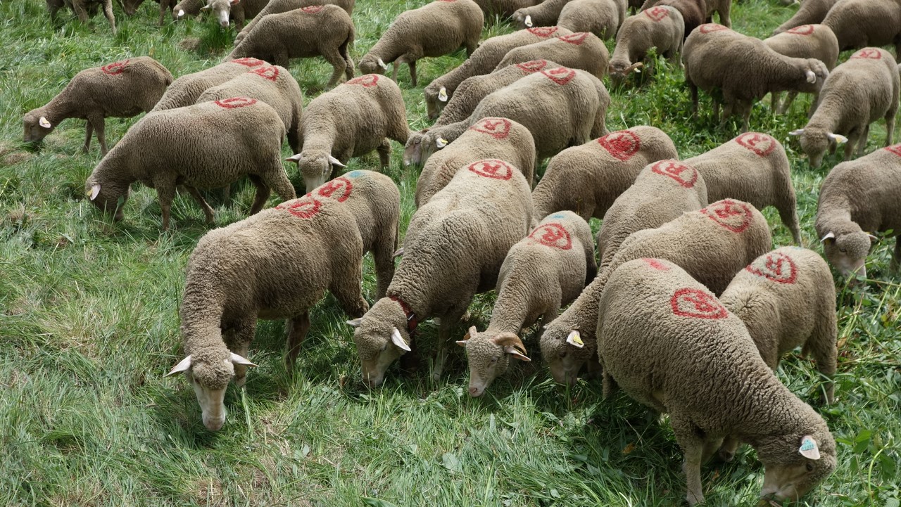 Arrivée du troupeau de Ribiers, fête de la transhumance - © C. Rau 2016