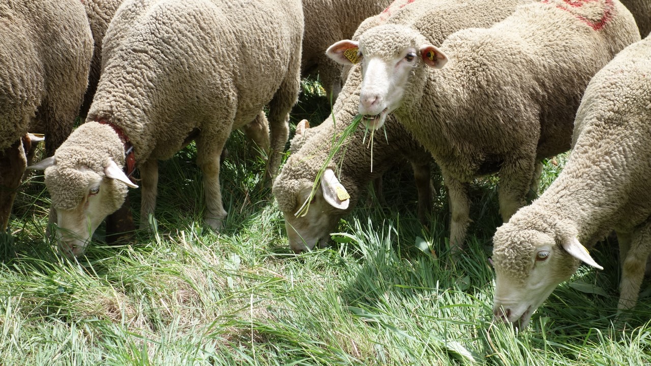 Arrivée du troupeau de Ribiers, fête de la transhumance - © C. Rau 2016