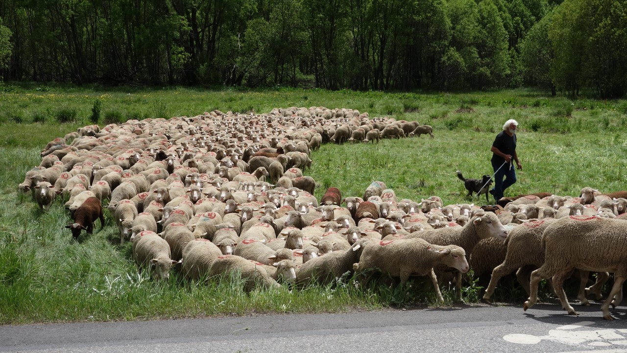 Arrivée du troupeau de Ribiers, fête de la transhumance - © C. Rau 2016