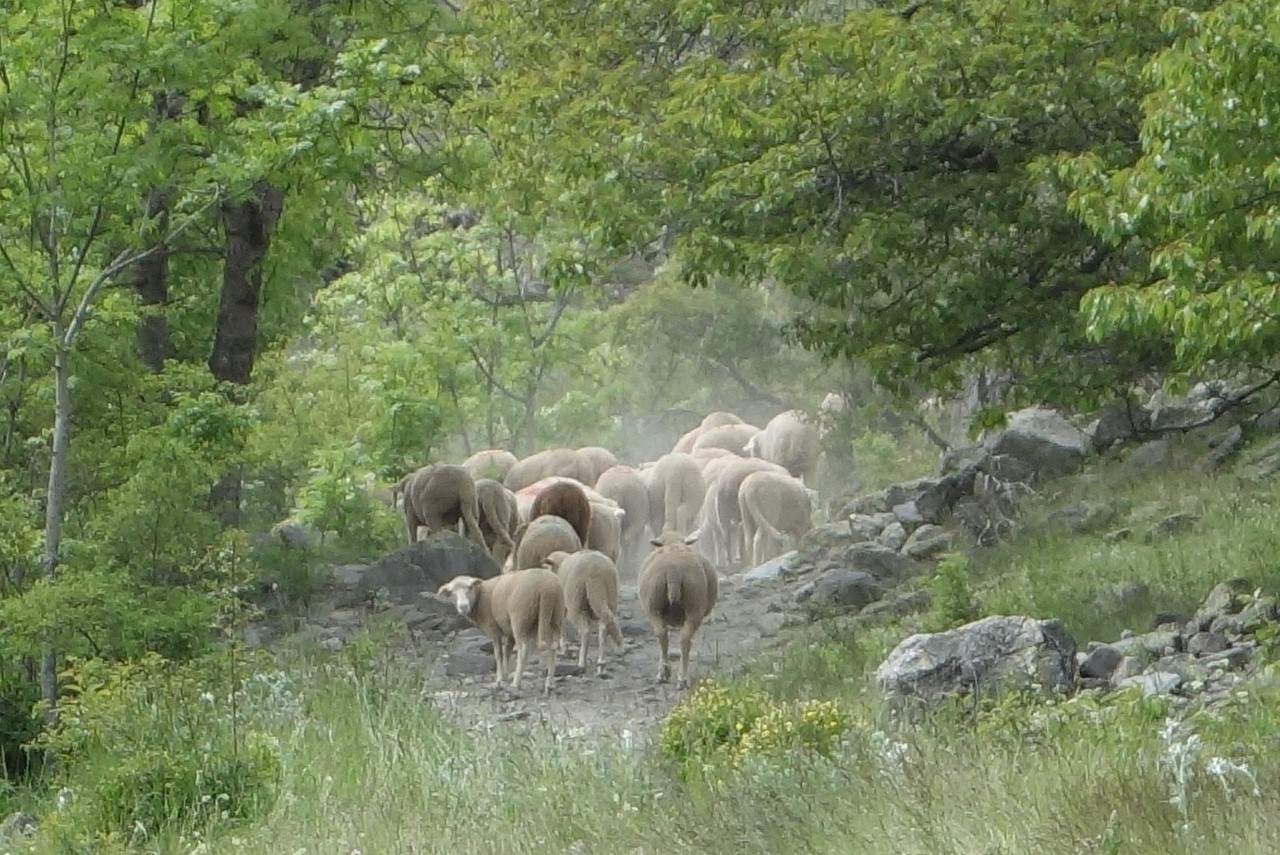 Fête de la transhumance - Montée du troupeau - © C. Rau 2016