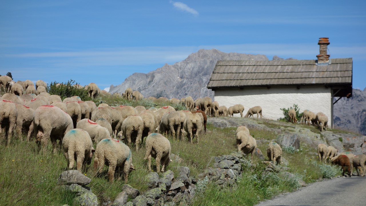 Fête de la transhumance - Montée du troupeau - © C. Rau 2016