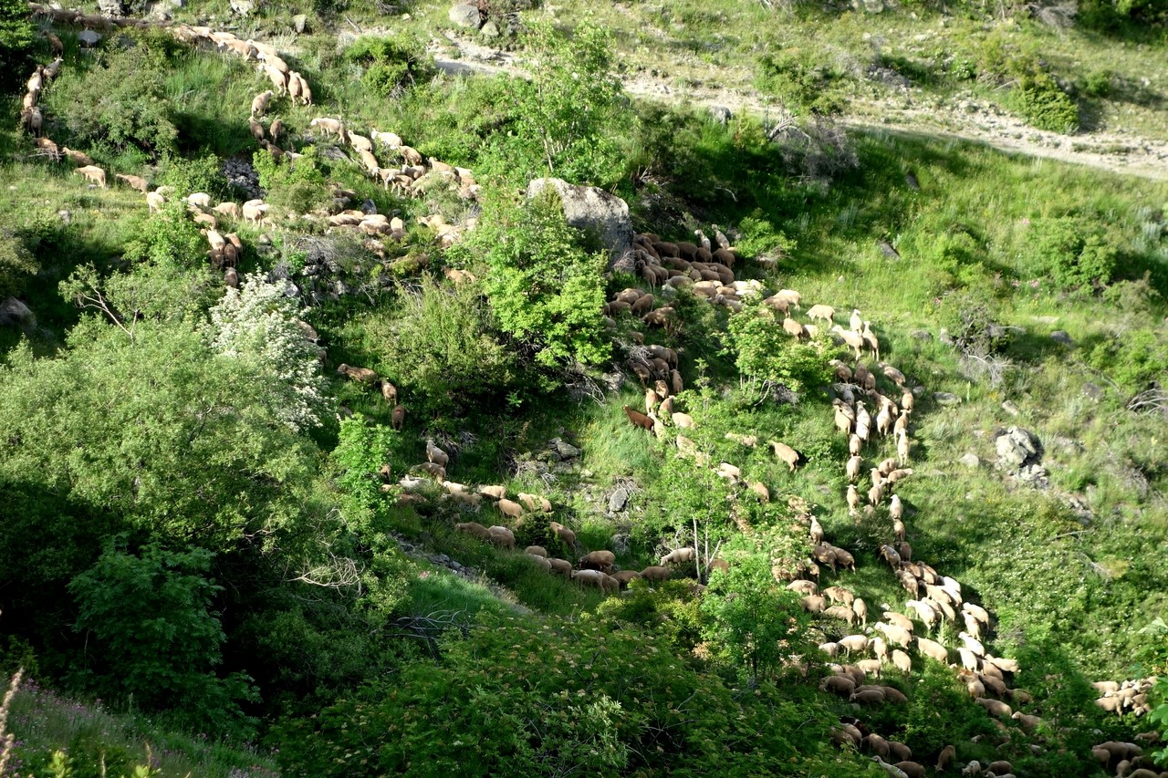 Fête de la transhumance - Montée du troupeau - © C. Rau 2016