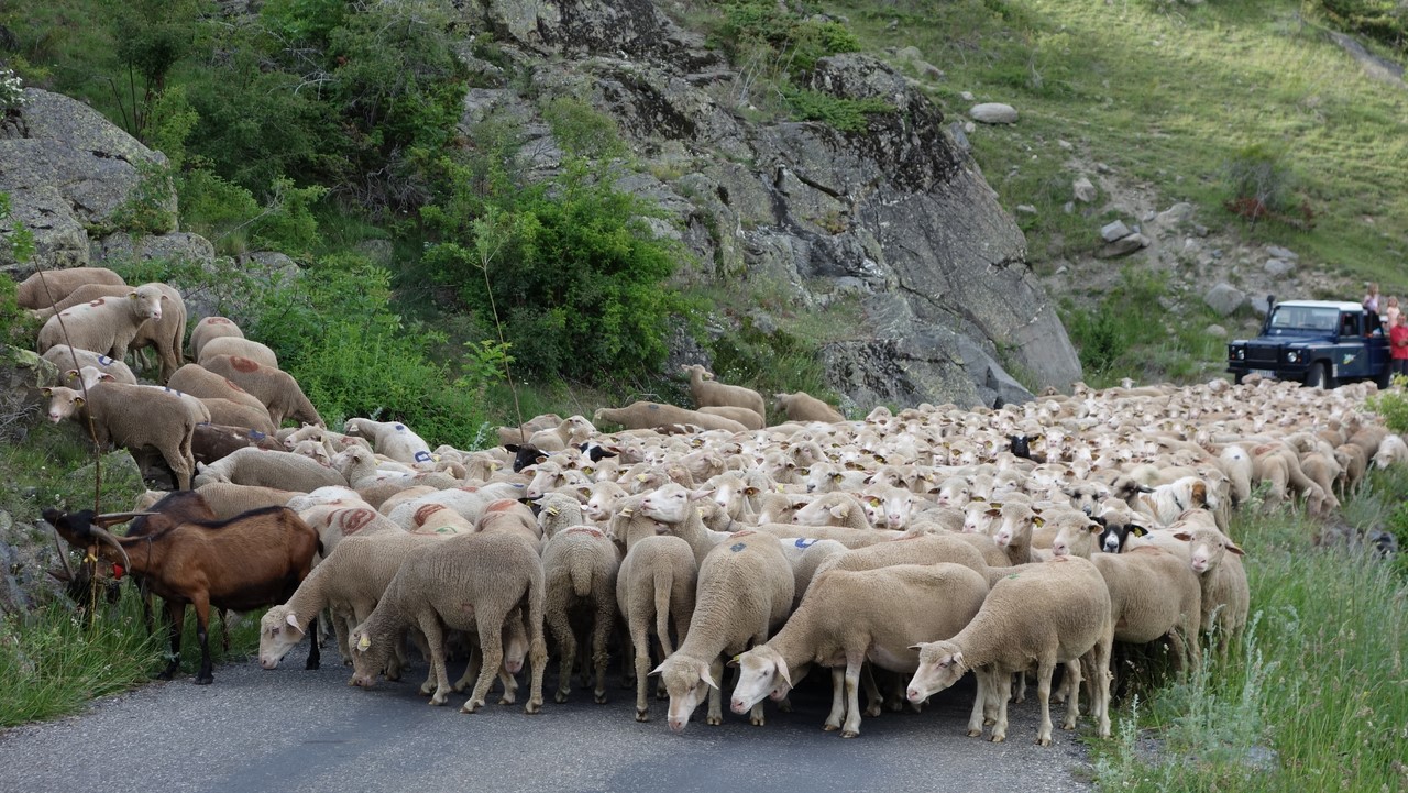 Fête de la transhumance - Montée du troupeau - © C. Rau 2016