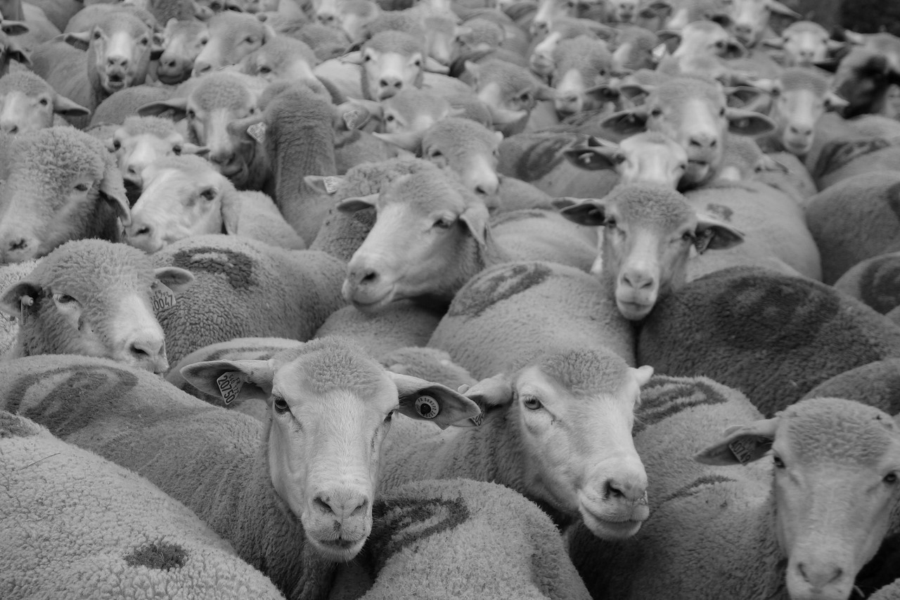 Fête de la transhumance - Montée du troupeau - © C. Rau 2016