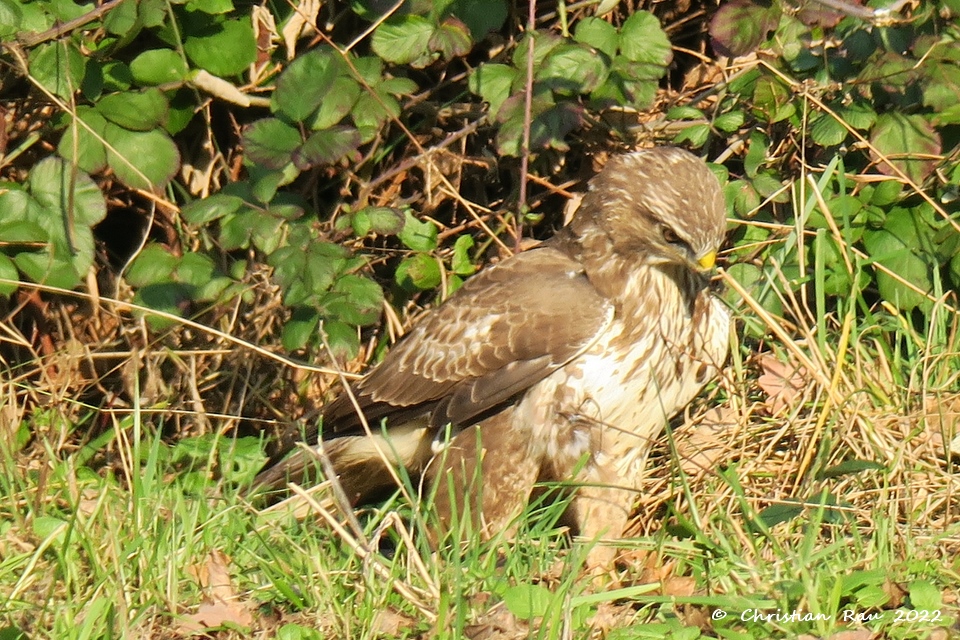 Buse variable, près du lac de Fiancey- janvier 2021