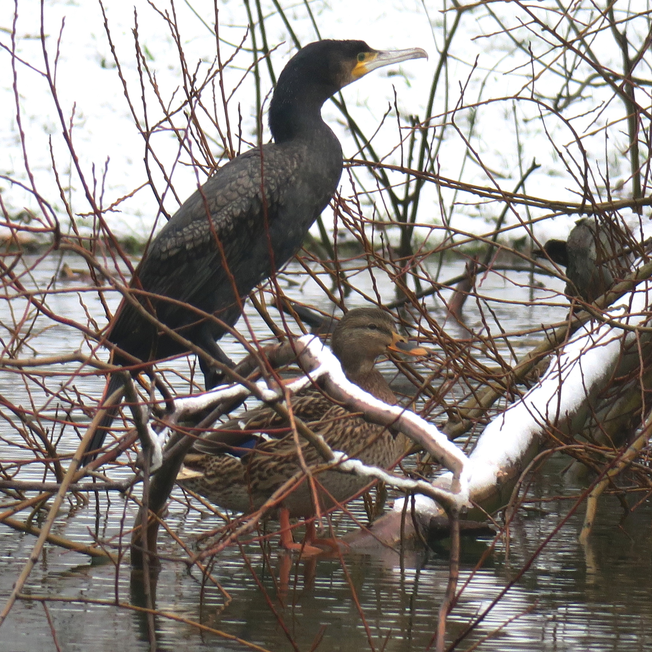 Grand cormoran au  lac de Fiancey, janvier 2021