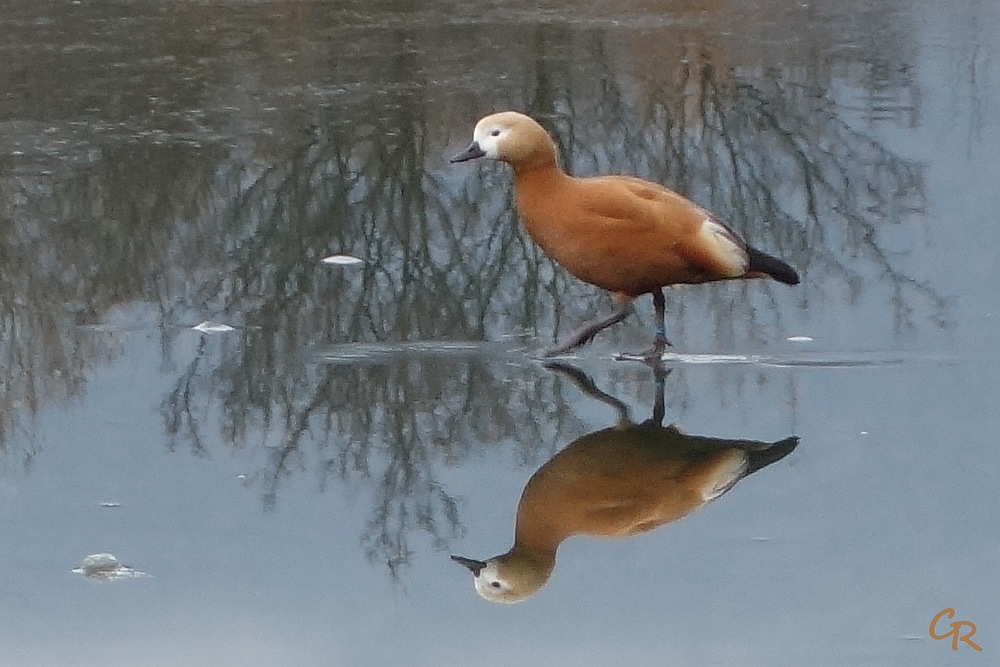 Marius et Jeannette, un inséparable couple de tadornes casarca - Lac de Fiancey, décembre 2021