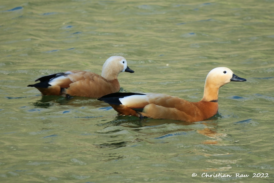 Marius et Jeanette, le couple de tadornes casarca en avril 2022 - Lac de Fiancey