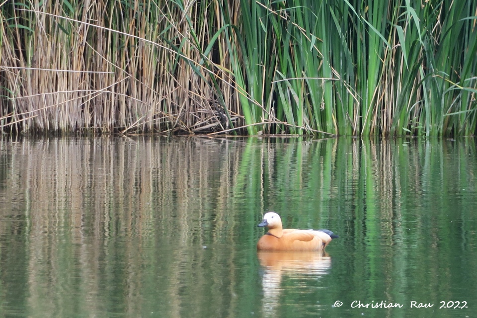 Tadorne casarca mâle recherchant désespérément sa compagne... Lac de Fiancey, 22 mai 2022