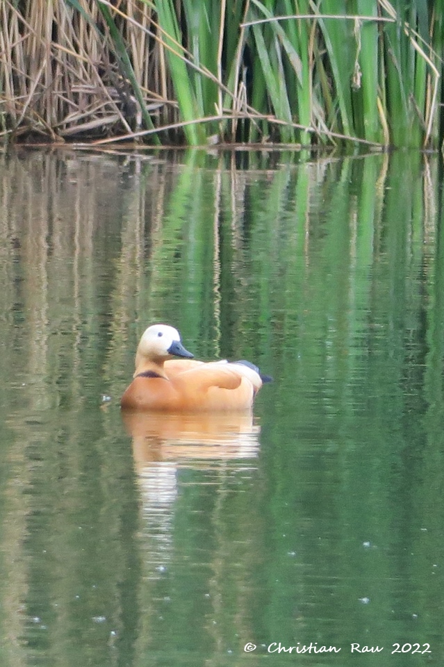 Tadorne casarca mâle recherchant désespérément sa compagne... Lac de Fiancey, 22 mai 2022