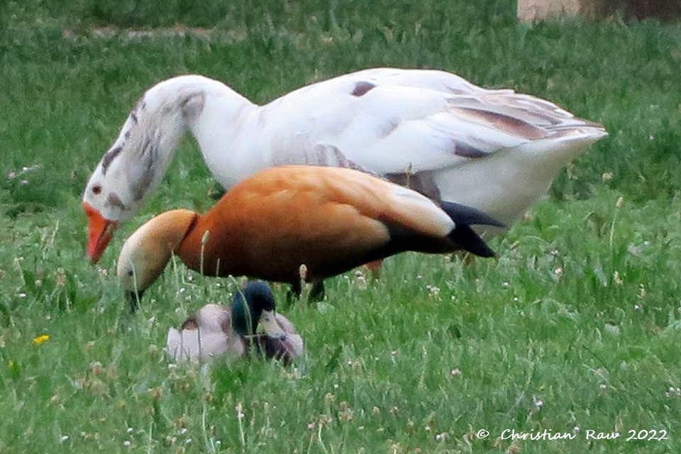 Les trois copains esseulés... un jars, une tadorne casarca et un colvert. Mai 2022 - Lac de Fiancey