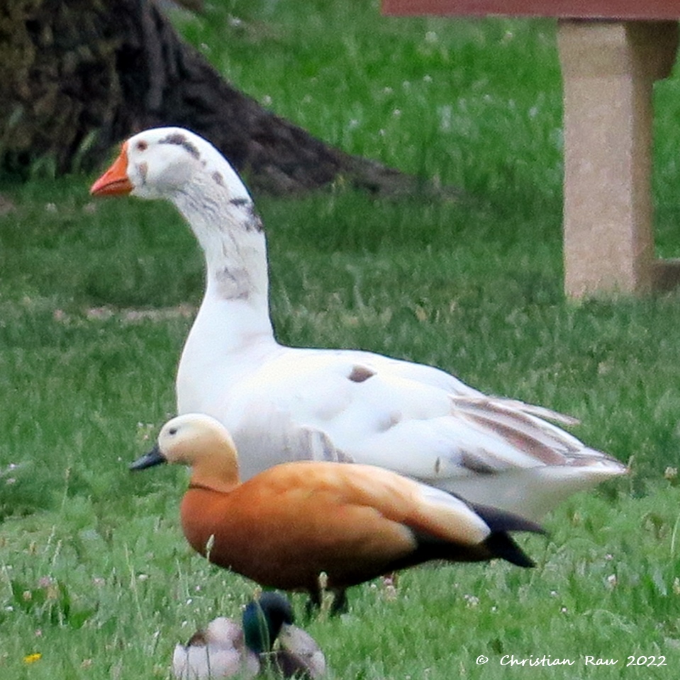 Les trois copains esseulés... un jars, une tadorne casarca et un colvert. Mai 2022 - Lac de Fiancey10