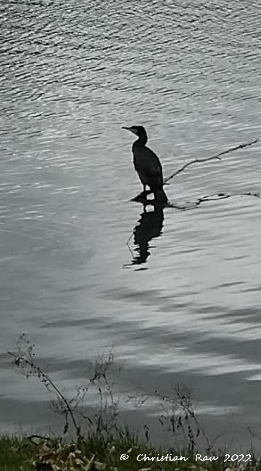 Un cormoran de passage sur le lac de Fiancey,  en janvier 2023  -  CR