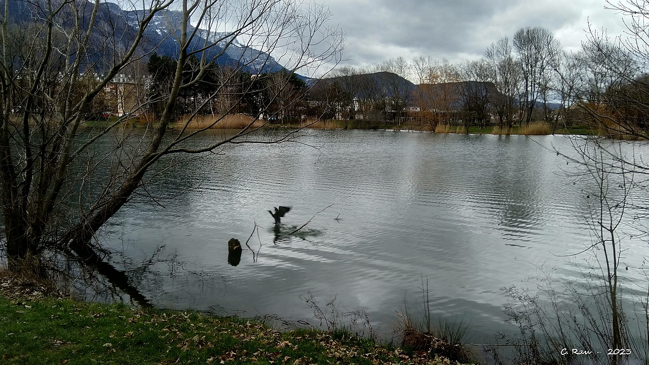 Un cormoran de passage sur le lac de Fiancey,  en janvier 2023  -  CR