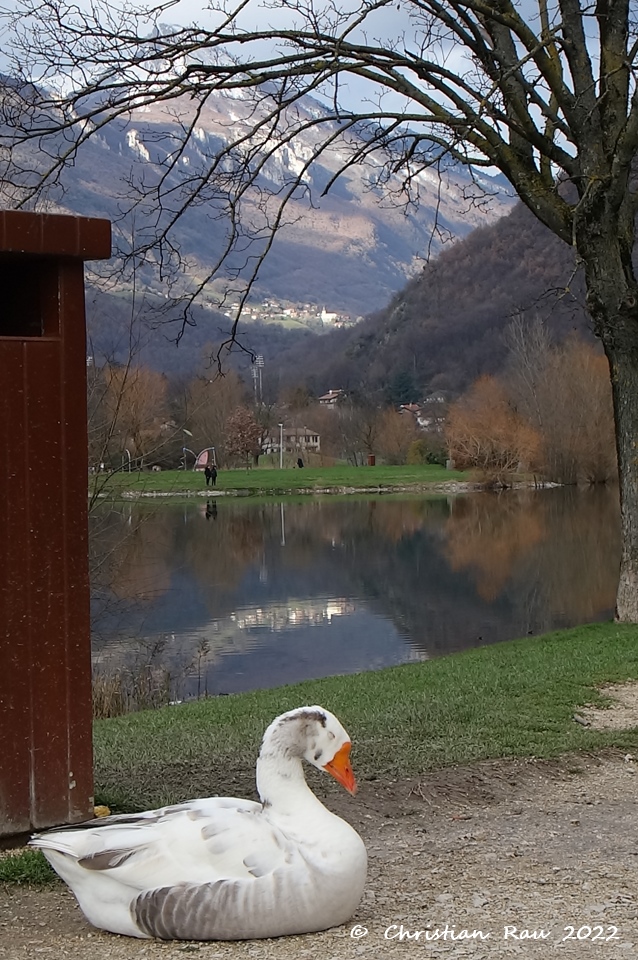 Le jars esseulé, que nous appellerons "Jean Michel" (!) s'est installé peès du parking et d'une poubelle du parc... Janvier 2023