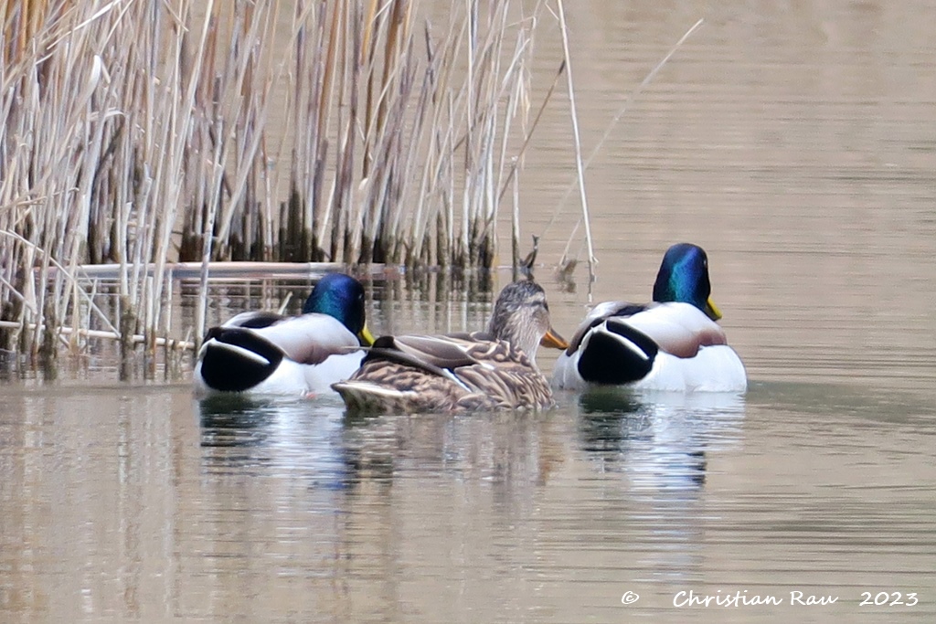 Une femelle colvert bien entourée, sur le lac de Fiancey - 24 février 2023  - CR