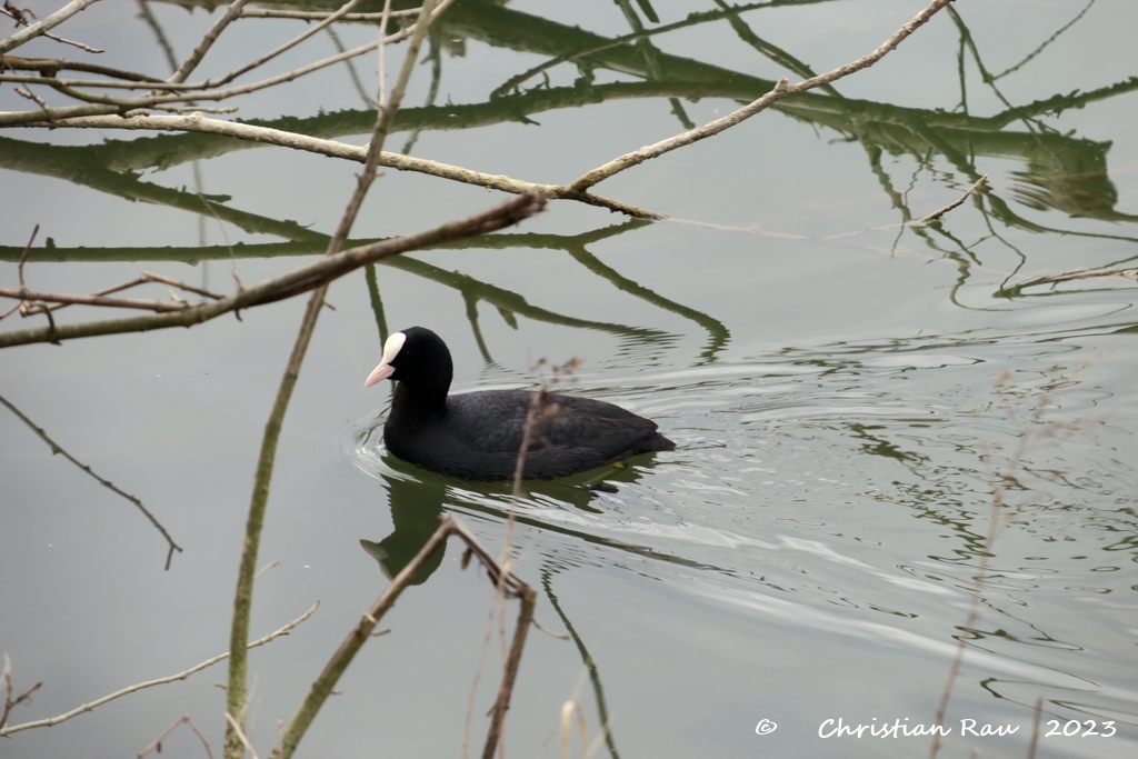 Foulque macroule sur le lac de Fiancey - 24 février 2023  - CR